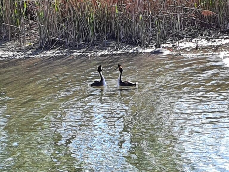 Konstanz und Bodensee Vogelpaar