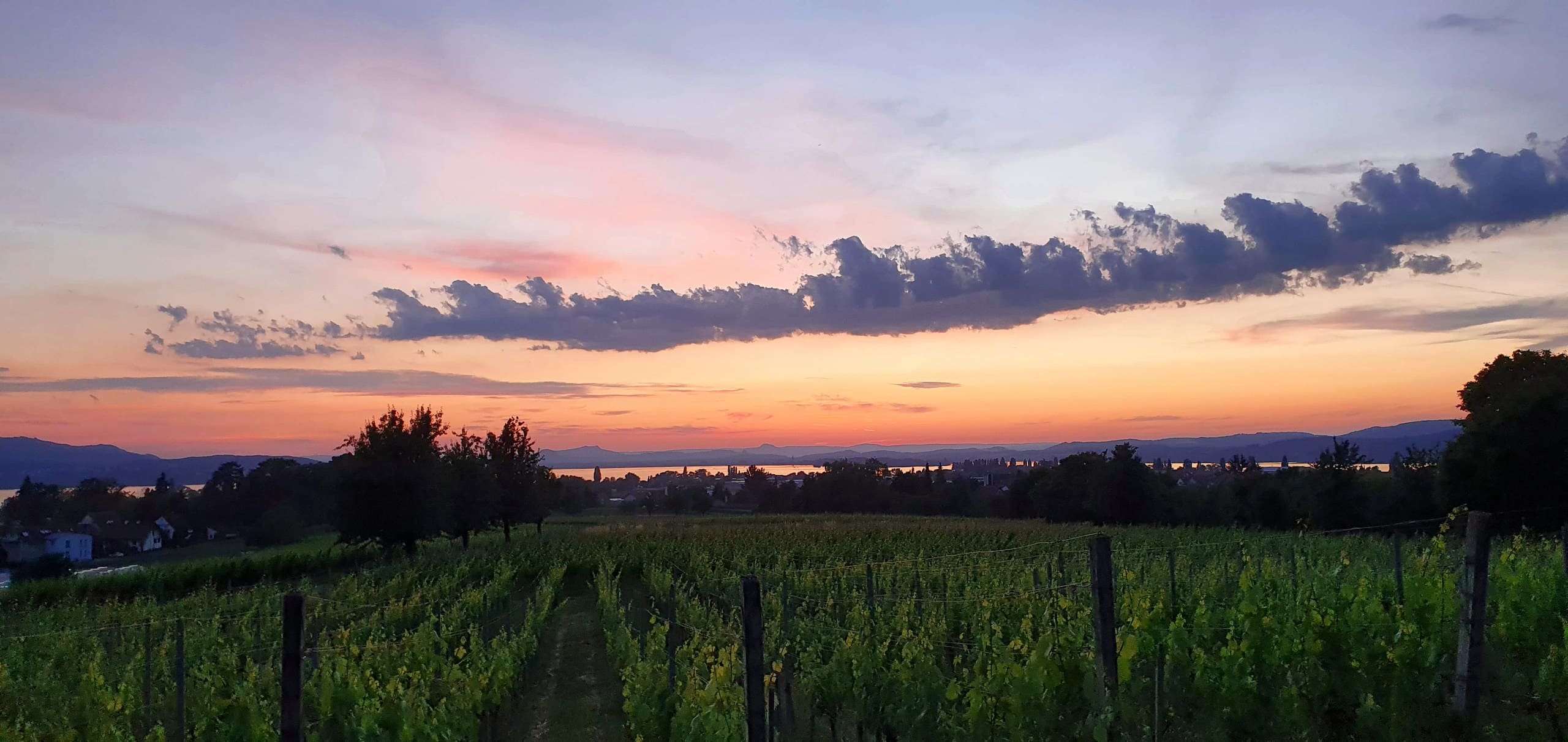 Abendstimmung über dem Bodensee mit Reben der Insel Reichenau